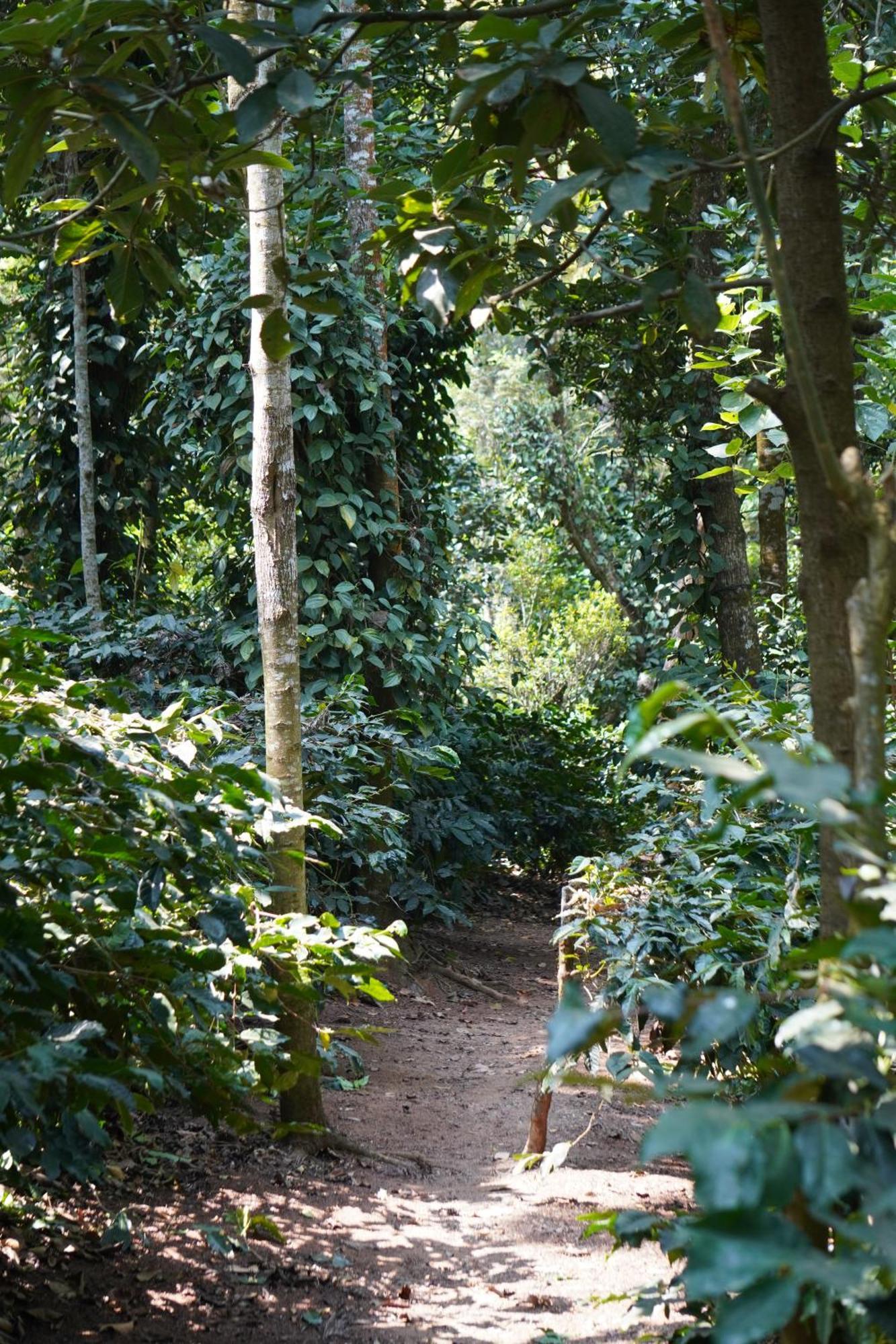 Jp Homestay Somwarpet Coorg Hangal ภายนอก รูปภาพ